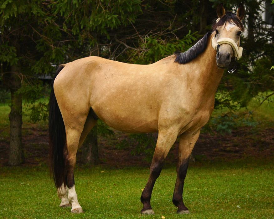 Ambitny kuc szuka jeźdźca do współdzierżawy