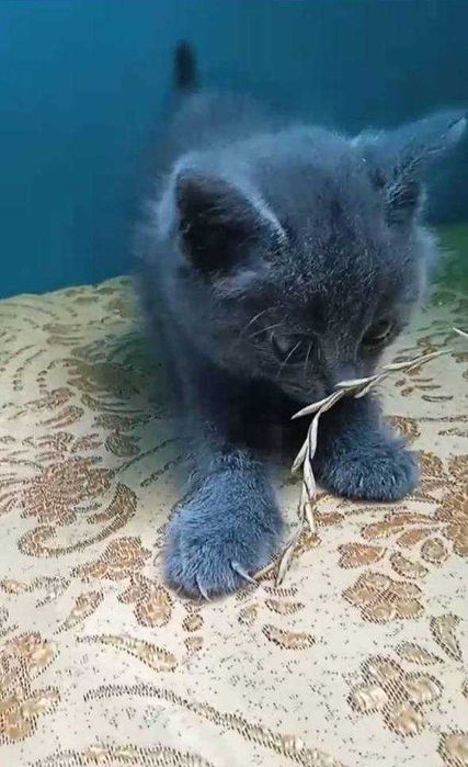 Кошеня у добрі руки