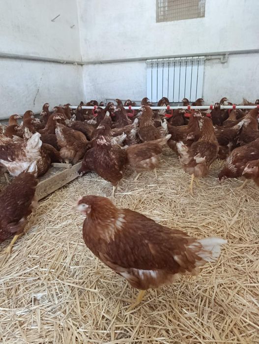 Продам Несушок-курей! Доставка безкоштовна! Гребенко