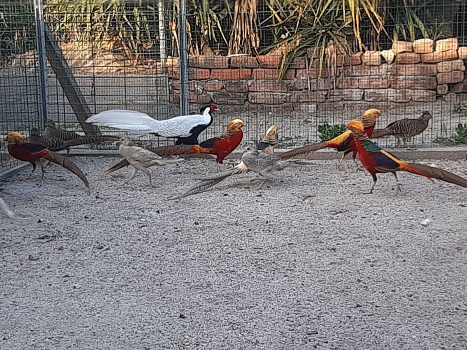 Faisões  ornamentais