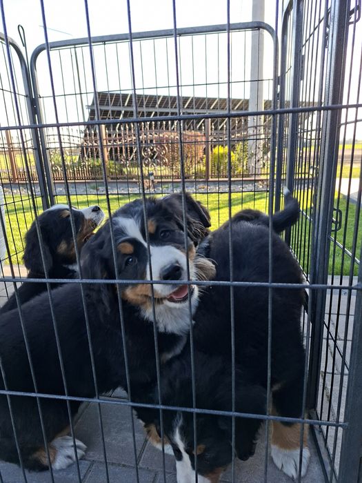 Berneński Pies Pasterski suczka