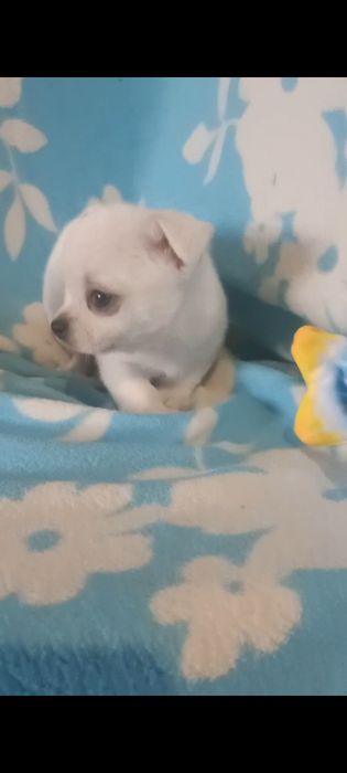 Продам чудового хлопчіка чихуахуа білого кольору