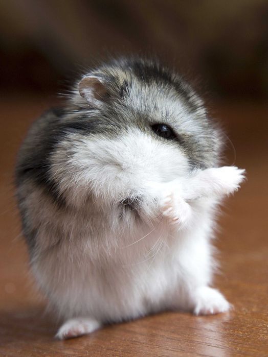 Джунгарские хомячки, хомяки, хомячата, хомяк, карликовые, джунгарики