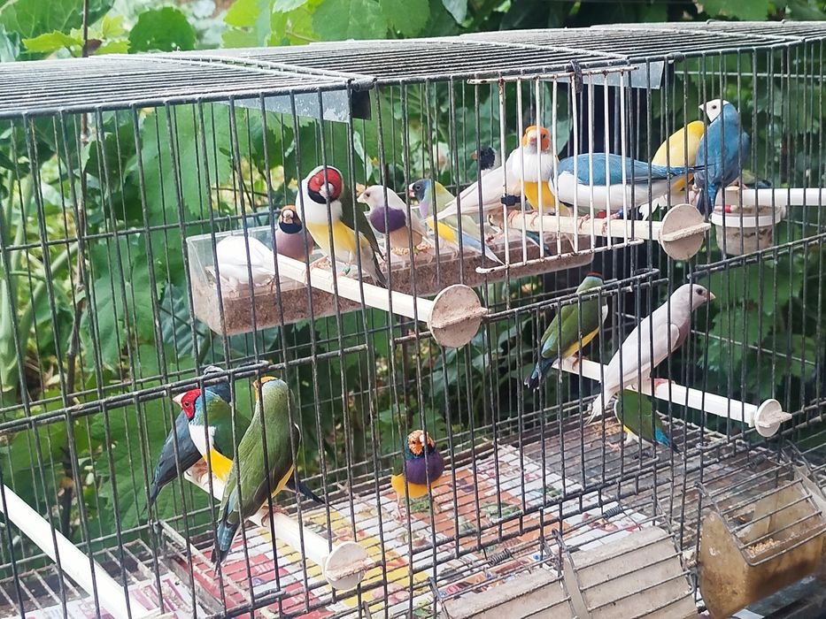 Diamantes de Gould