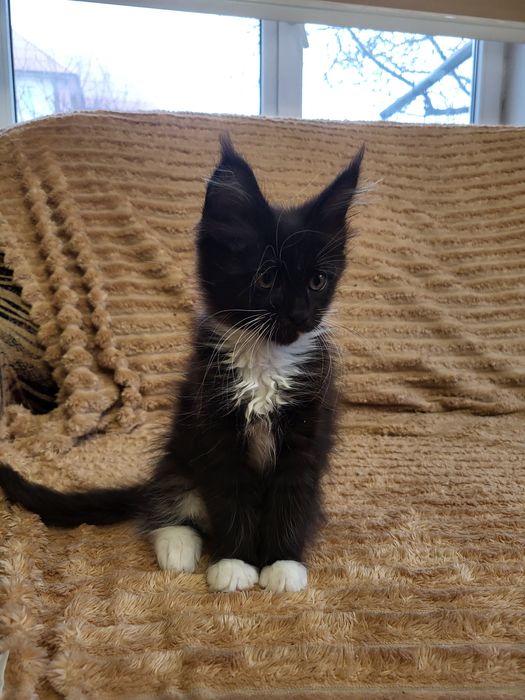 Котята Мейн-кун, питомник ,девочки