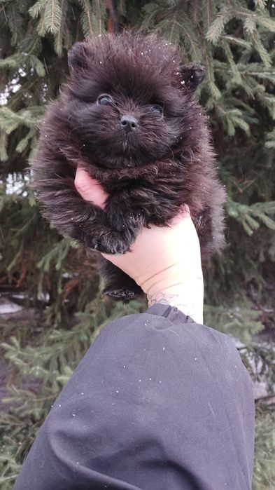 Щенки помернского шпица