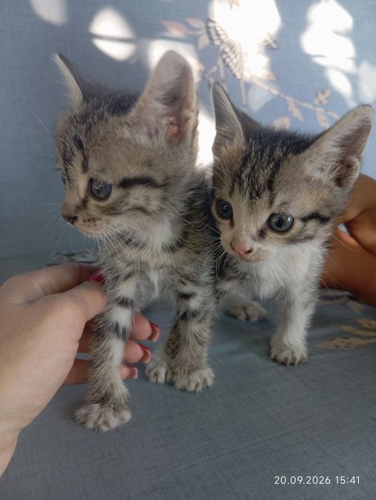 Віддам котиків безкоштовно