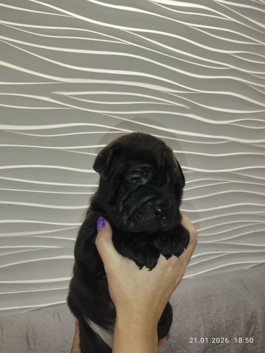 Метисы Шарпея белый мальчик  2 девочки