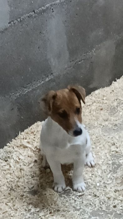 Jack Russell Terrier