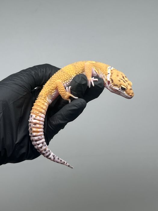 Gekon lamparci samiec tangerine możliwe terrarium