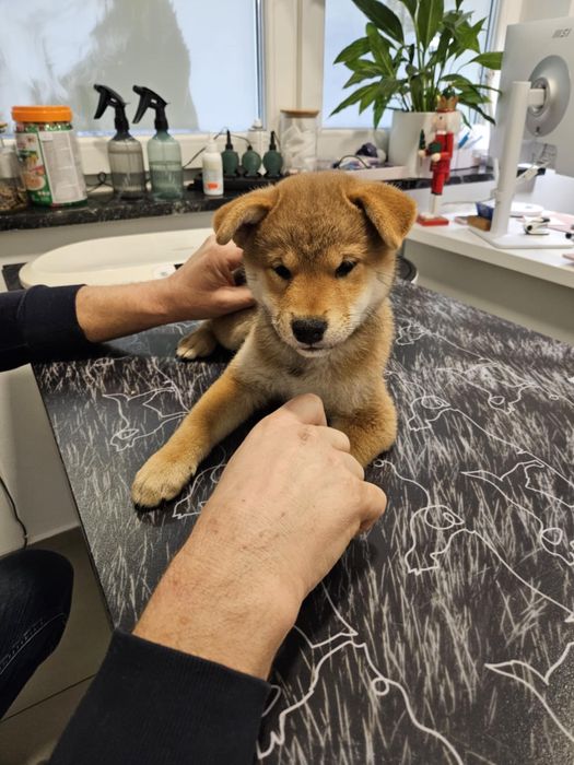 Shiba Inu - dziewczynka ZKwP FCI gotowa do odbioru