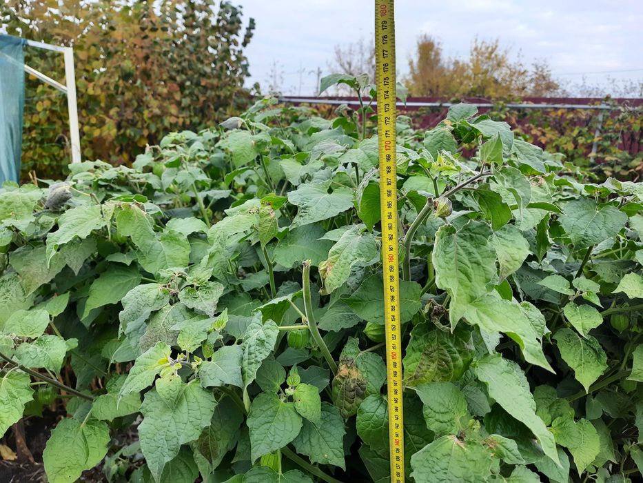 Насіння суничного та ягідного фізалісу