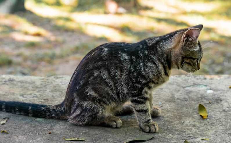 котята полосатые ищут дом