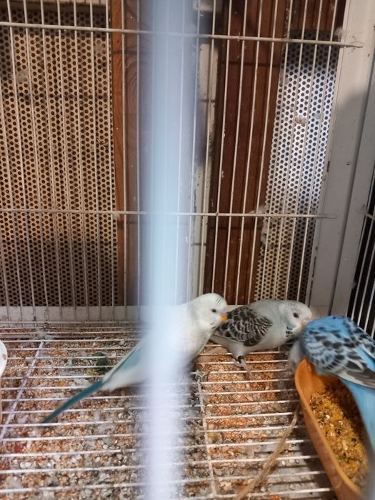 Vendo periquitos novos