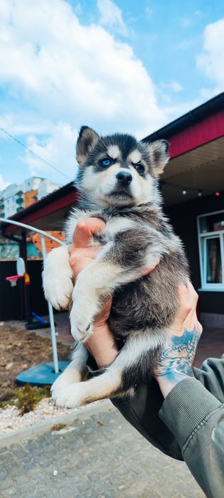 Хлопчик та дівчинка сибірський хаскі