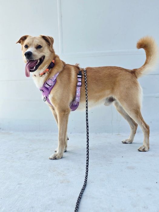 Piękny psiak do adopcji!