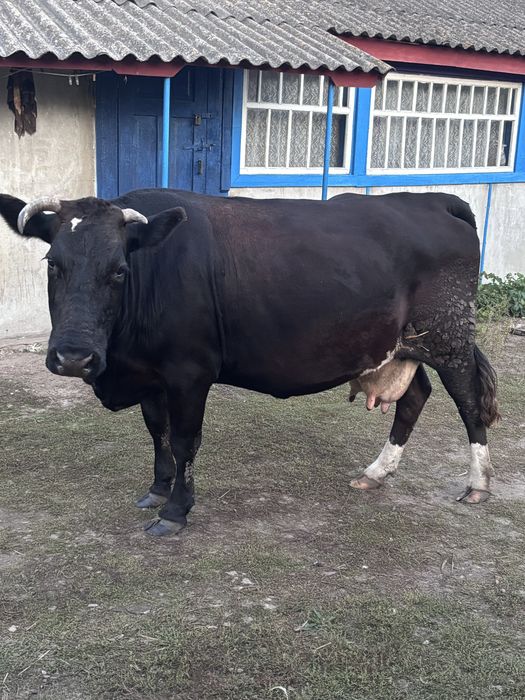 ПРОДАМ КОРОВУ  Добра, спокійна. Молоко смачне, жирне.