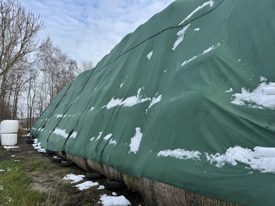 Słoma 130/140 pszenna pszenżyto