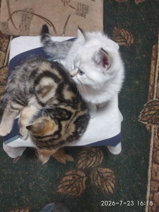 Шотландські котинята
