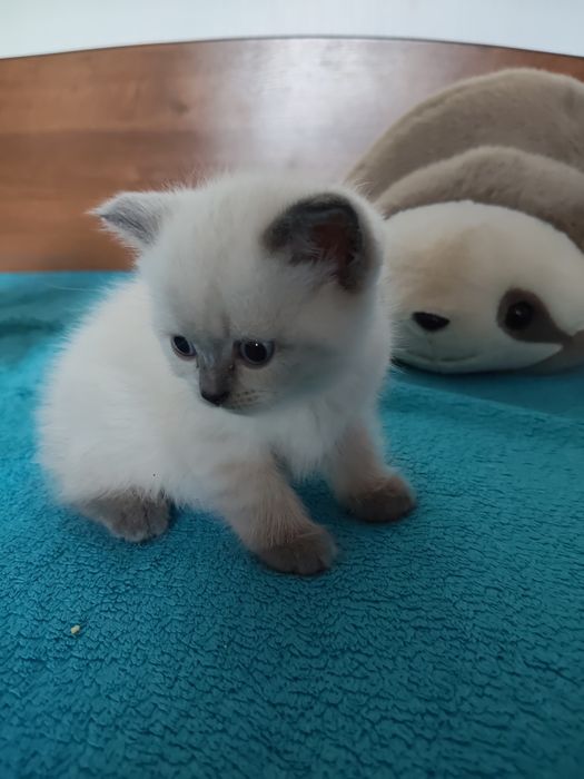 Котики прямовухі