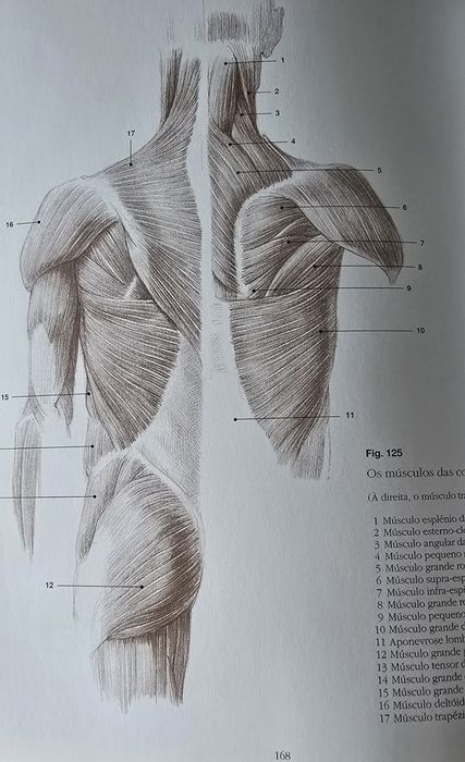 Curso de desenho anatómico 


DESENHO ANATÔMICO
SER HUMANO