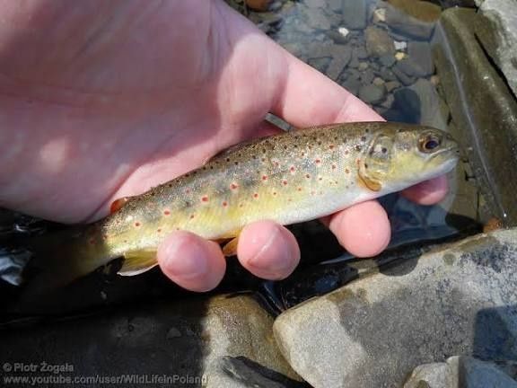 Lin pstrąg Węgorz jesiotr karp