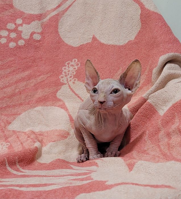 Gatinha sphynx bebé