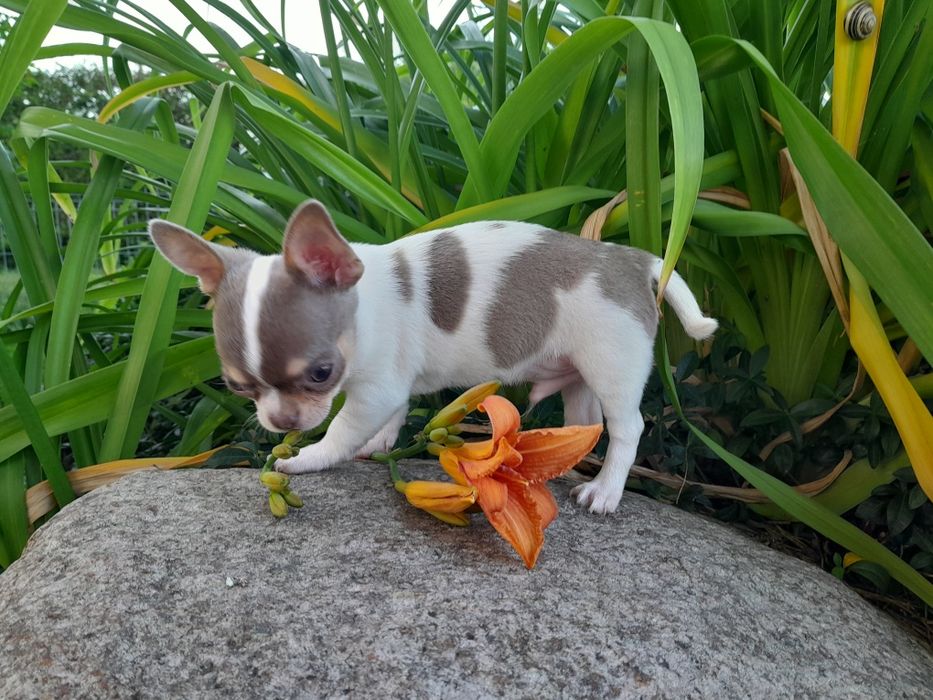 Chihuahua piesek