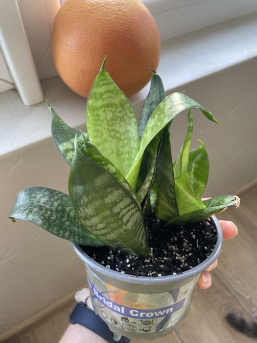 Вазон сансевьєрія ханні