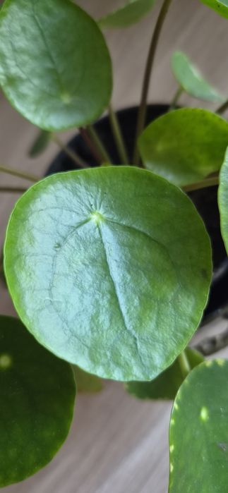 Pilea peperomiowata pieniążek kwiat doniczkowy zielone liście roślina