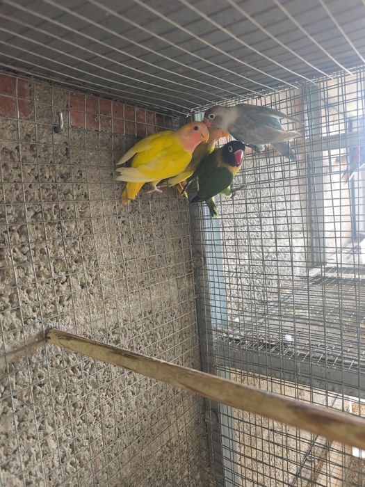 Agapornis Roseicollis, Caturras e Roselas