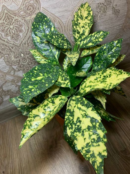 Аукуба  Японська