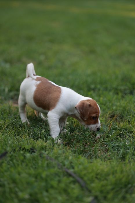 Cappuccino z charakterem – wyjątkowy Jack Russell Terrier chłopiec