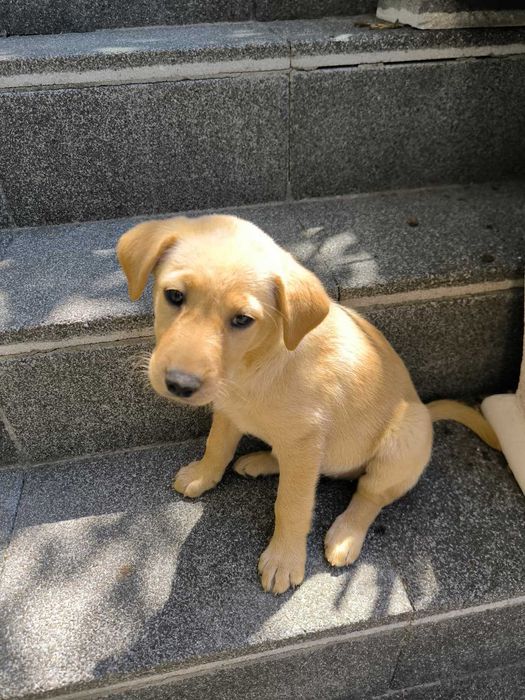 2 cadelinhas raçada Labrador - para adoção responsável