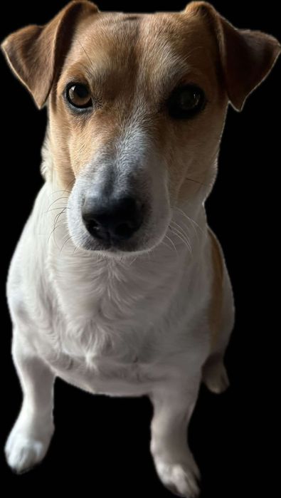 Вʼязка Jack Russell Джек Рассел