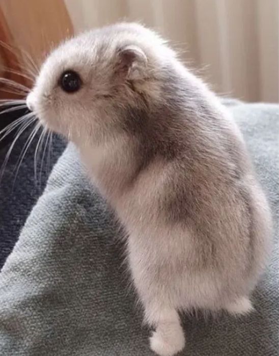 Хомяк джунгарик