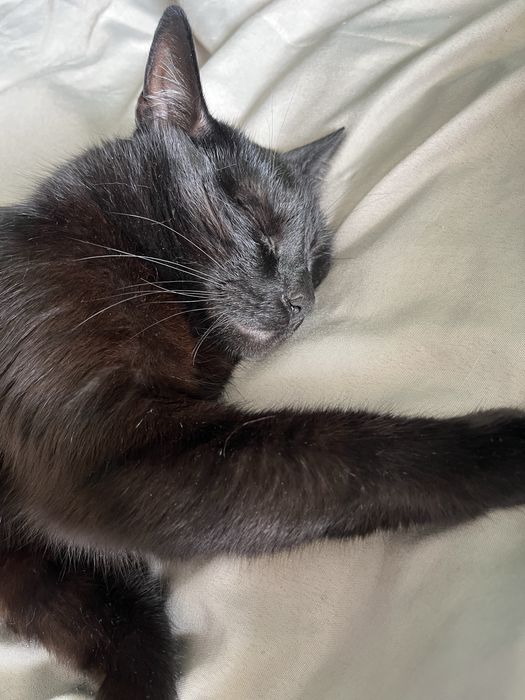 Oddam kota w dobre rece