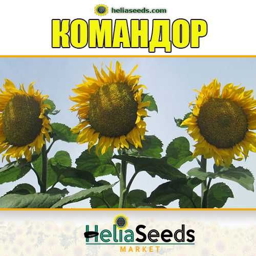 Насіння соняшнику від виробника. Гібриди під Гранстар/Євро-Лайтнінг