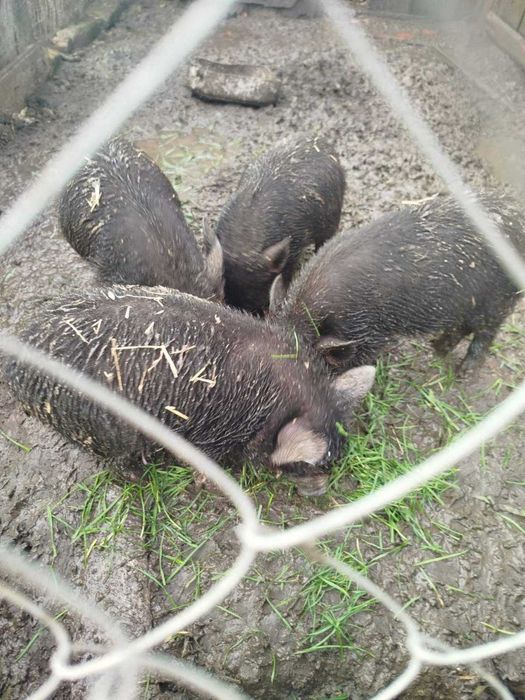 Продам місячних поросят Кармалов