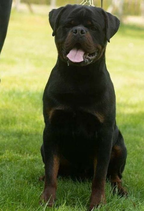 Rottweiler, szczeniak FCI