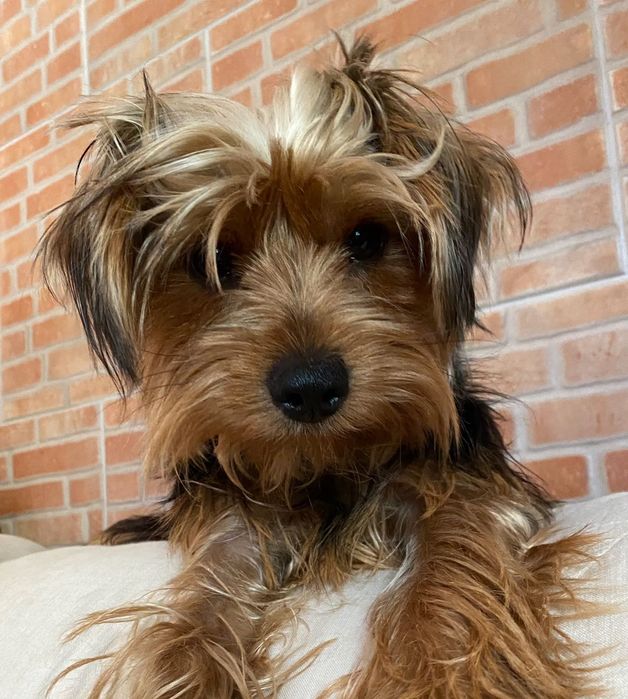 Yorkshire Terrier Lumiar