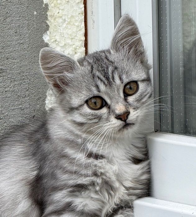 Віддам котика в добрі руки