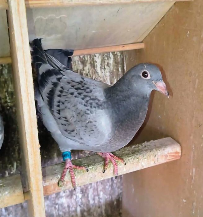 Piękne młode 2026 do lotów! Dobry materiał