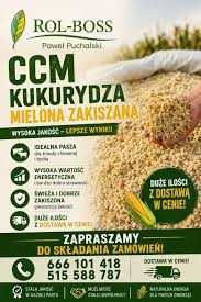 Kukurydza mielona CCM z dostawą