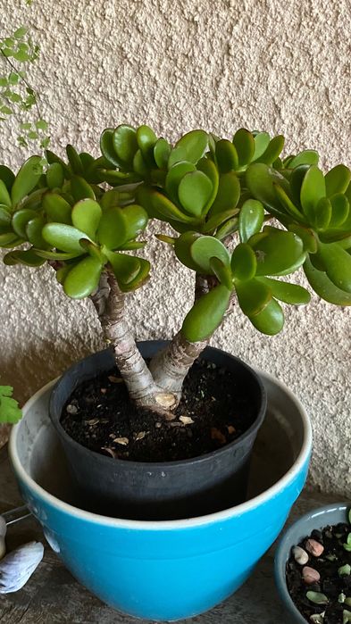 Vendo suculenta Jade