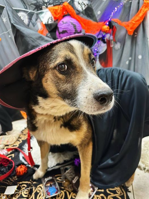 Даночка ищет новый дом