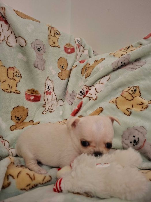 Chihuahua sunia kremowa krótkowłosa, FCI ZKWP