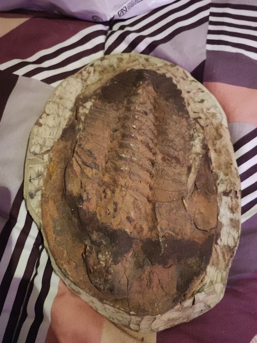 Vendo trilobite verdadeira