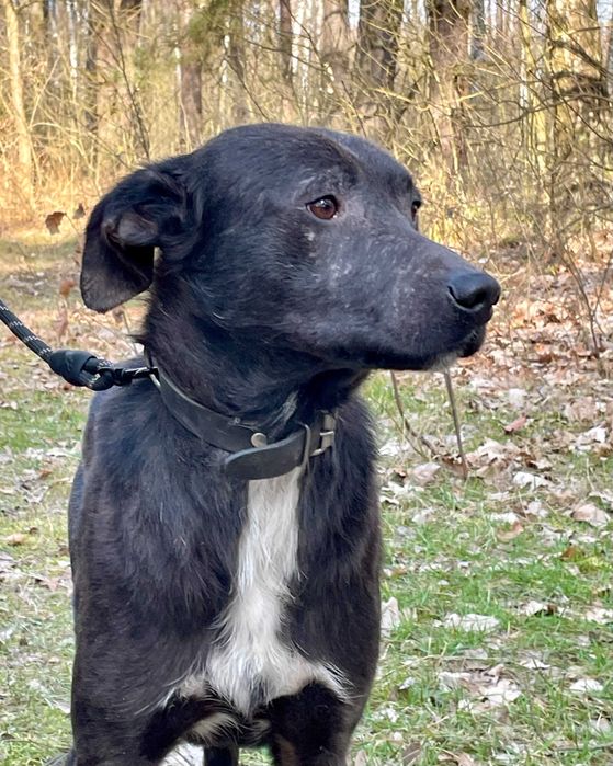 SOŁTYS - 1,5roczny psiak jeszcze nie zaznał dobra