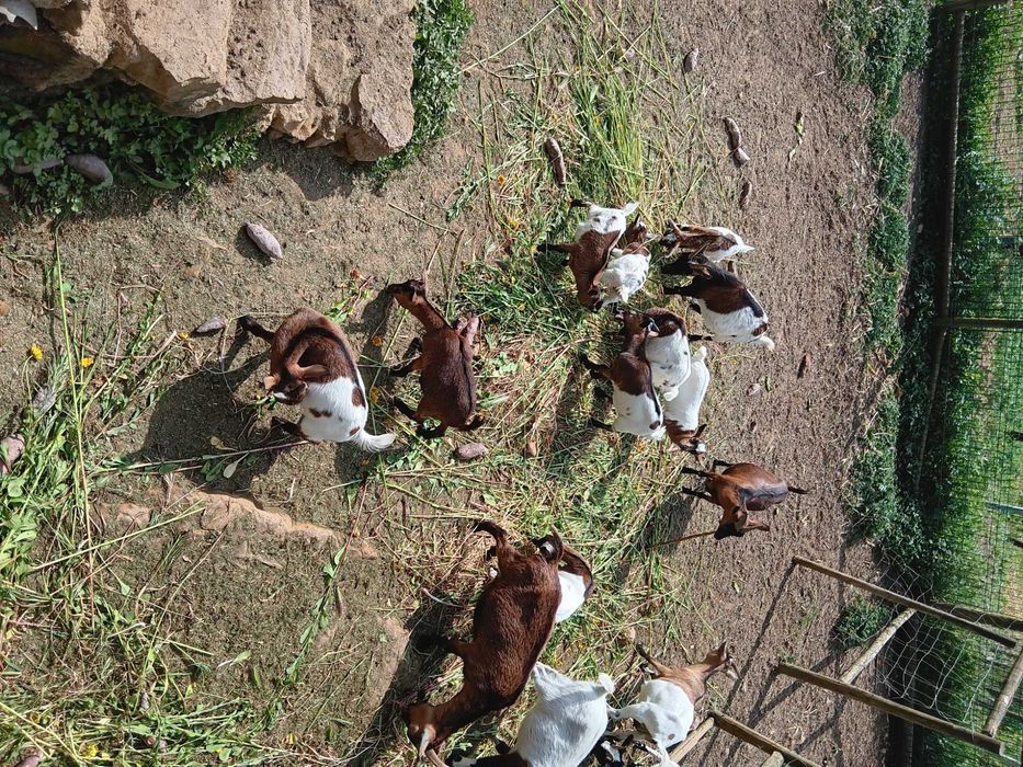 Cabras anãs para venda